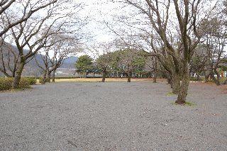 上大島キャンプ場のバーベキューエリアは広場と松の林間があります。