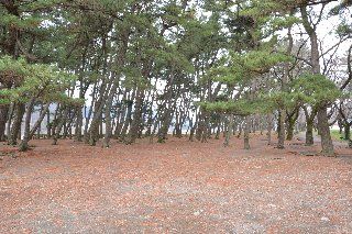 松の林間は直射日光が避けれますので、上大島キャンプ場の夏のバーベキューには最適です。