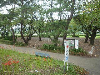 上大島キャンプ場 のバーベキューエリアは平坦な場所にあります。