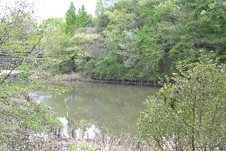 片倉つどいの森公園の敷地内には池もあり、野鳥観察も可能です。