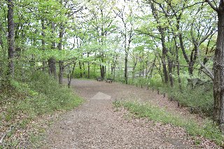 片倉つどいの森公園の敷地内には雑木林も残っています。